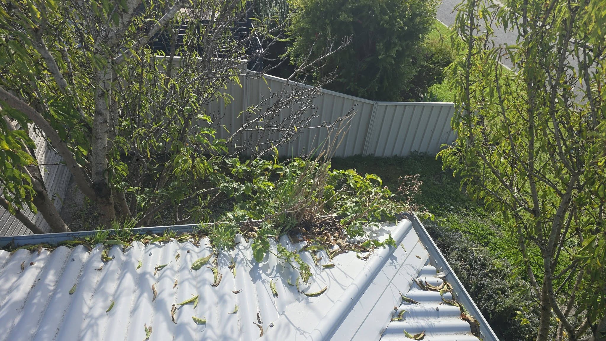 Clearing leaves from a gutter in Albany