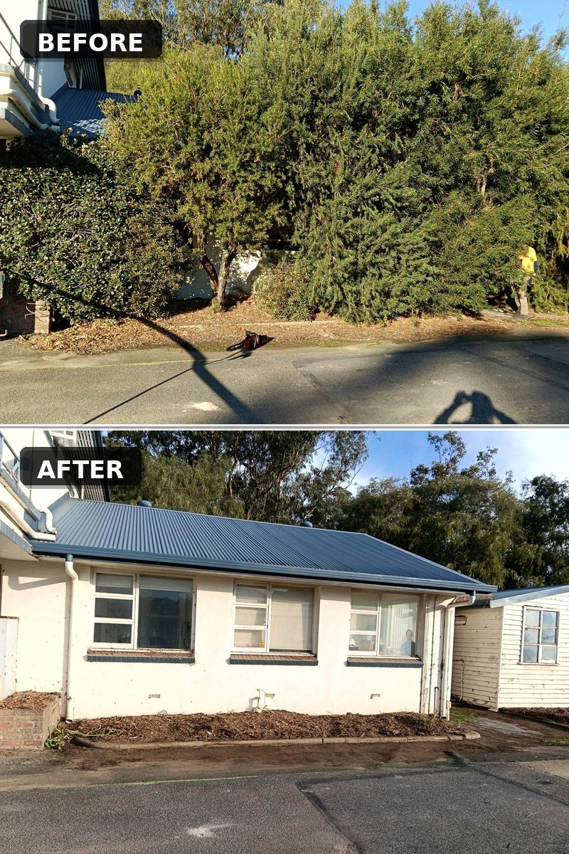 before and after removing trees